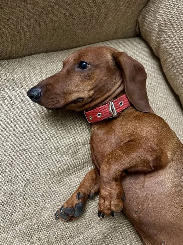 Super Cute Male Dachshund is available for Rehoming 3