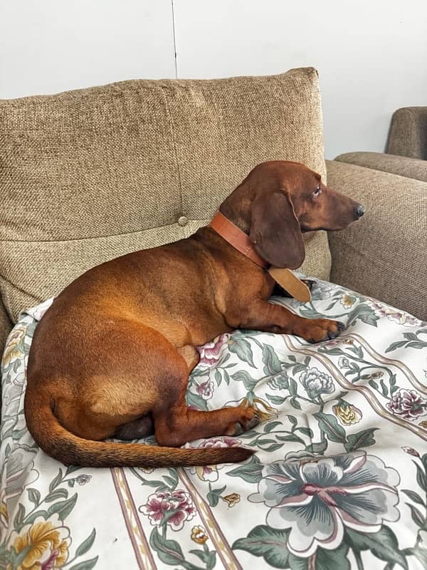 Super Cute Male Dachshund is available for Rehoming 5