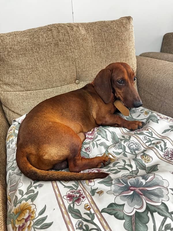 Super Cute Male Dachshund is available for Rehoming 6