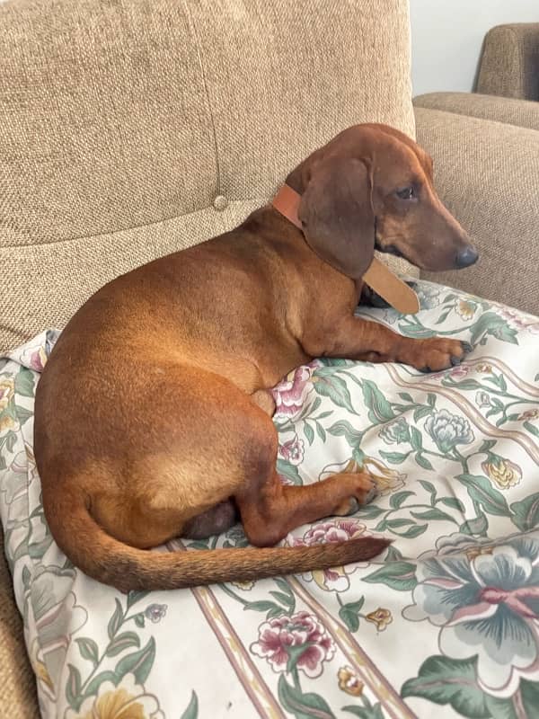 Super Cute Male Dachshund is available for Rehoming 7