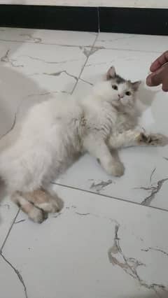 Triple Coated Persian Female Cat