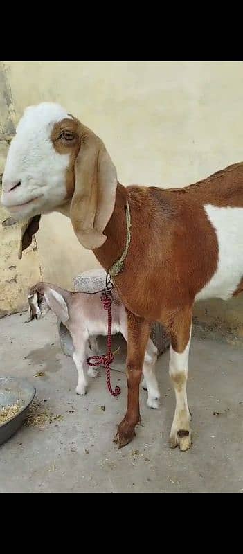 Dhodh wali bakri 03235825555 0