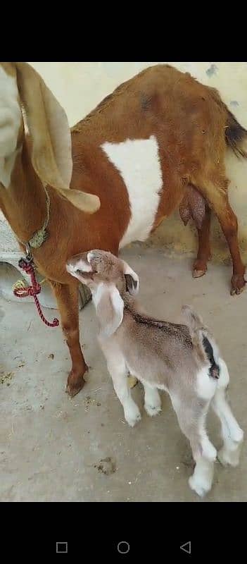 Dhodh wali bakri 03235825555 2