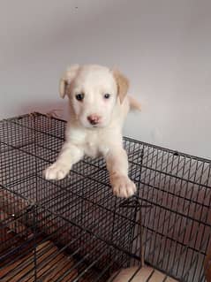 lab puppy long coat heavy bones