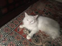 tripple coated female cat available. urgent sale