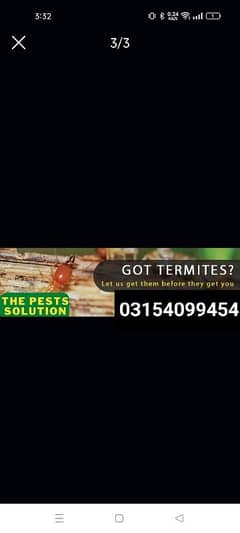 Termite