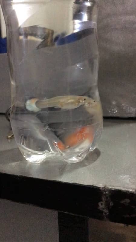 guppy fish available 0