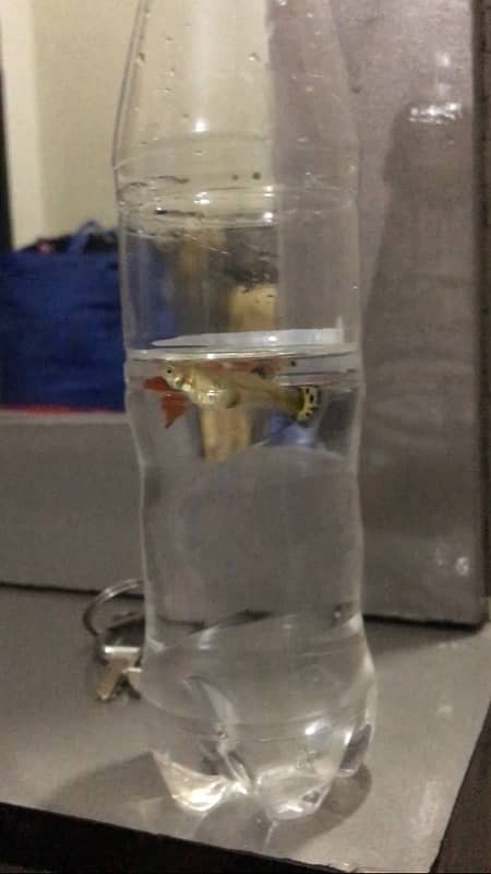 guppy fish available 1