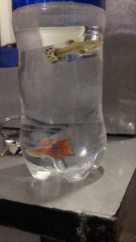 guppy fish available 3