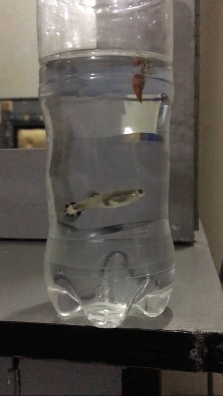 guppy fish available 5