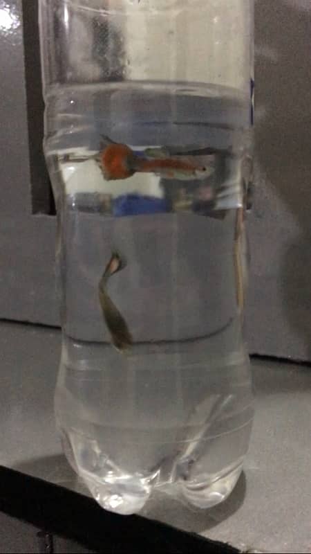 guppy fish available 6