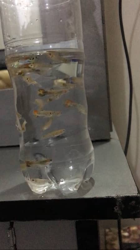 guppy fish available 10