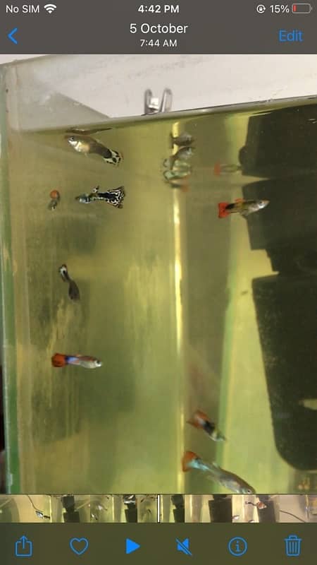 guppy fish available 15