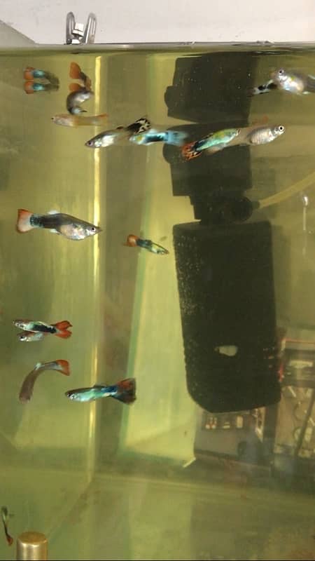 guppy fish available 17