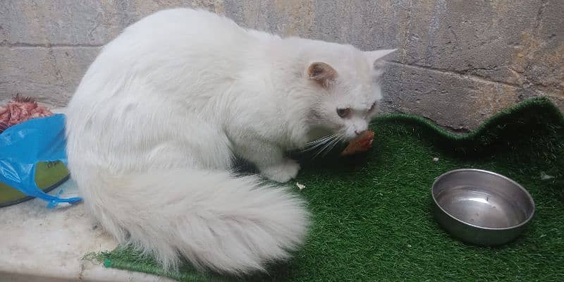 Triple coat male Persian cat. and double coated female 1