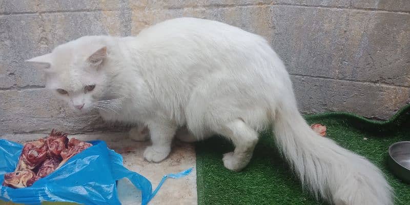 Triple coat male Persian cat. and double coated female 2