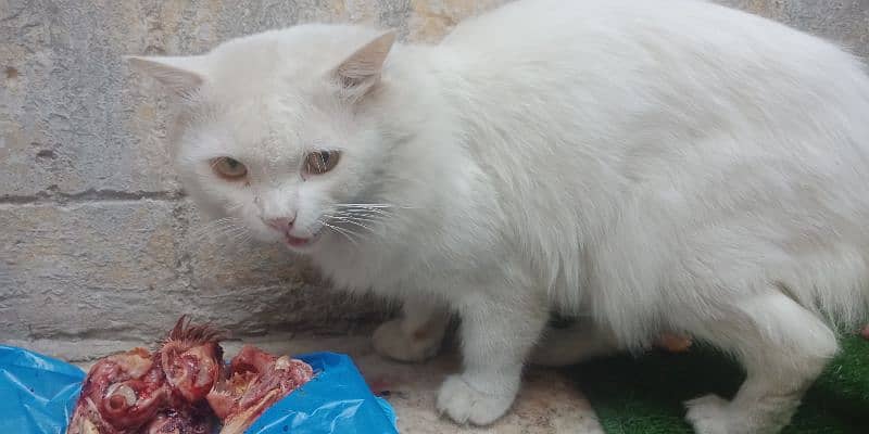 Triple coat male Persian cat. and double coated female 4