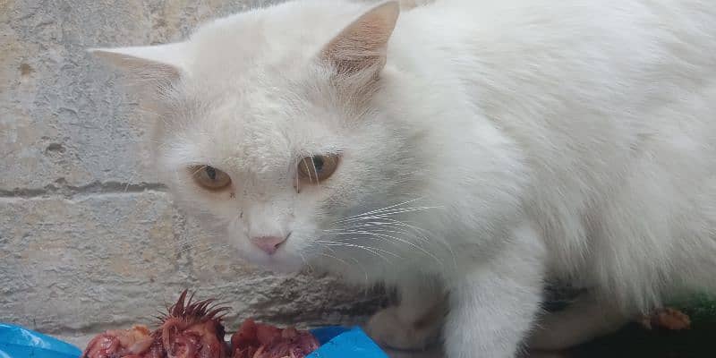 Triple coat male Persian cat. and double coated female 7