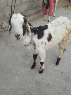 Male Baby Goat