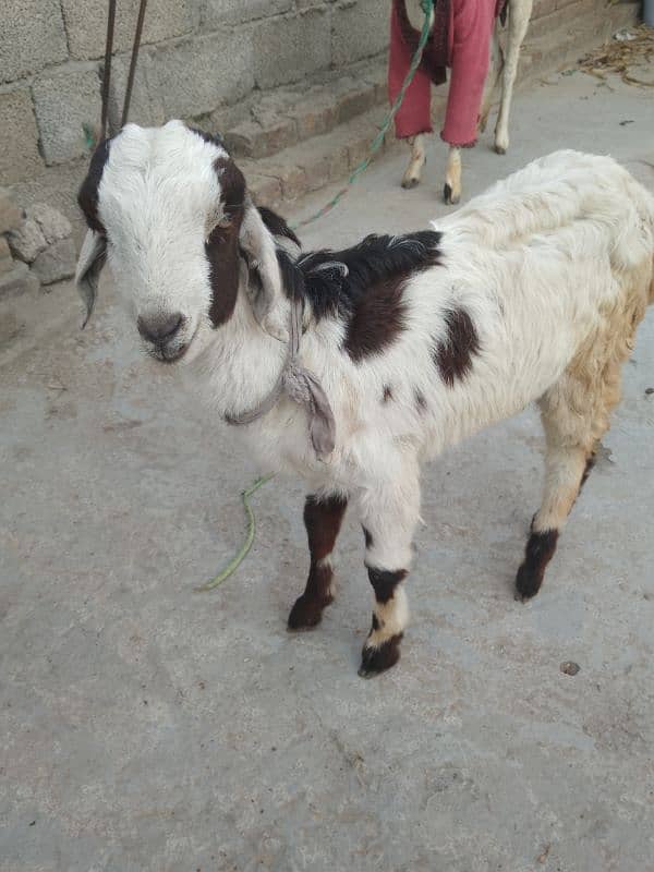 Male Baby Goat 0