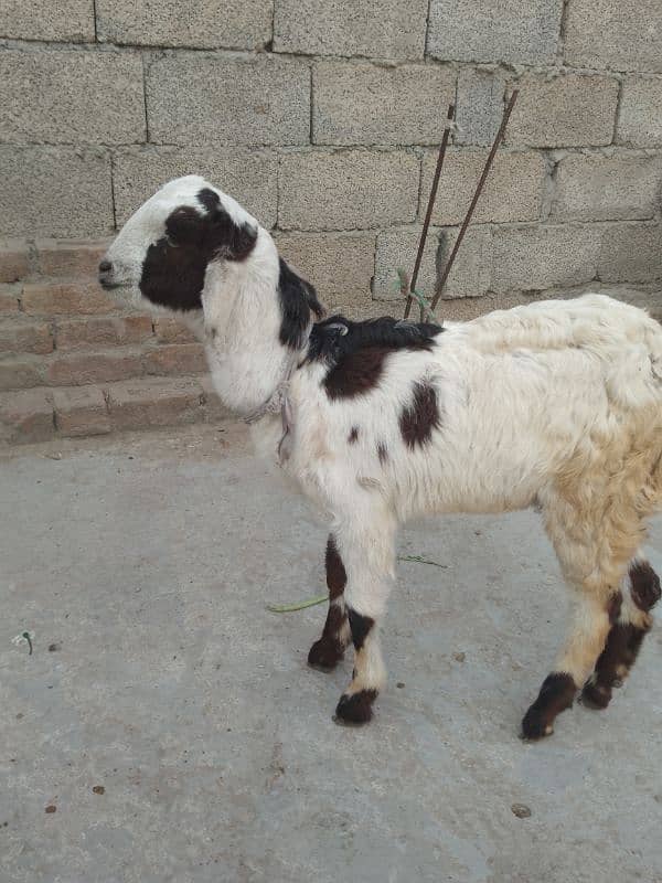 Male Baby Goat 1