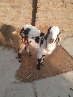 Male Baby Goat