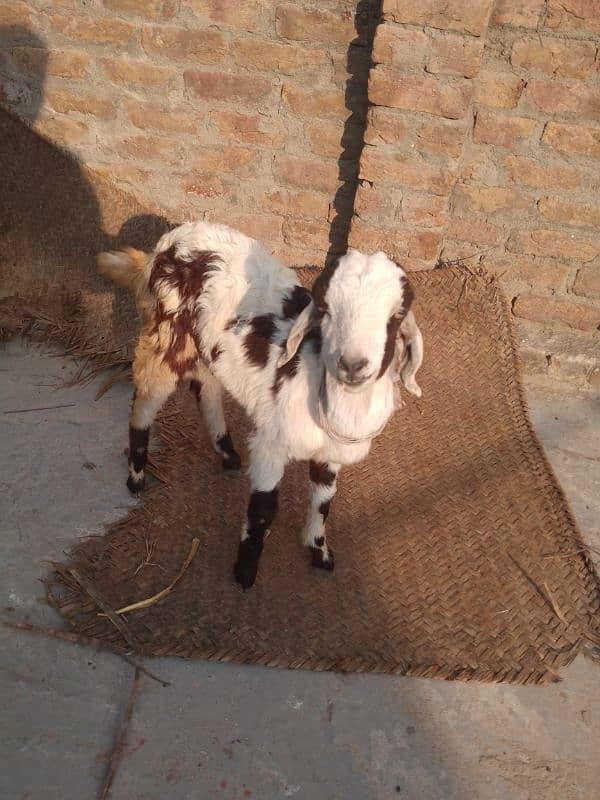 Male Baby Goat 3