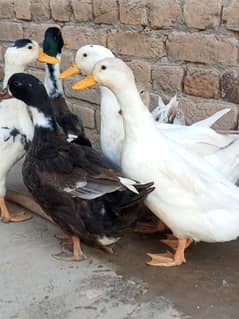 Ducks