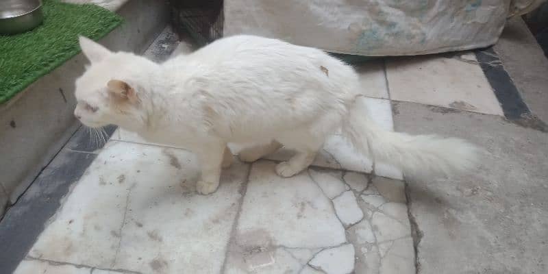 Triple coat male Persian cat. and double coated female 11