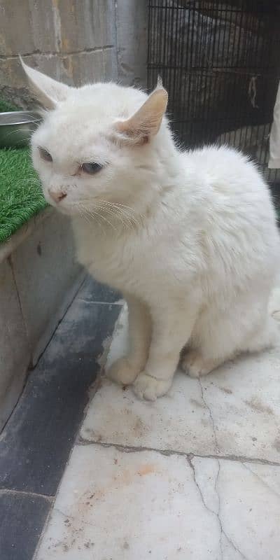 Triple coat male Persian cat. and double coated female 13