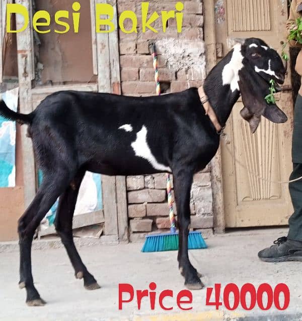 Desi Bakri Gabban 1