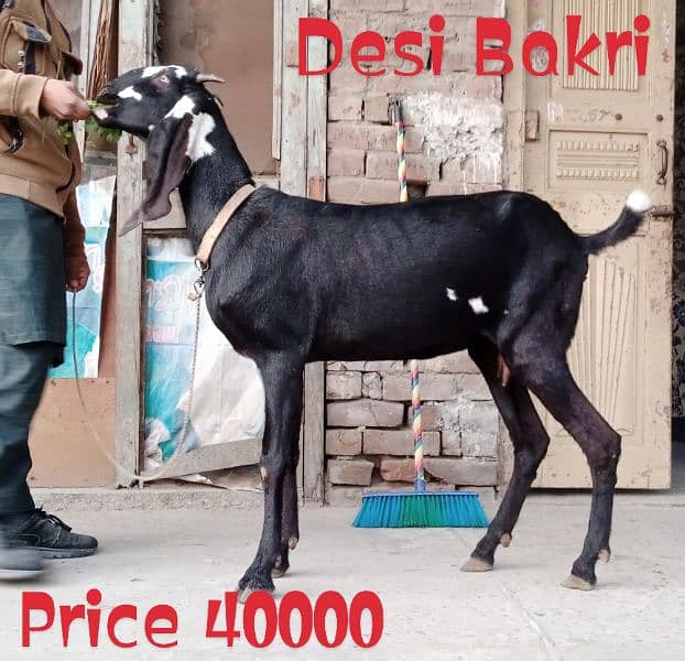 Desi Bakri Gabban 5