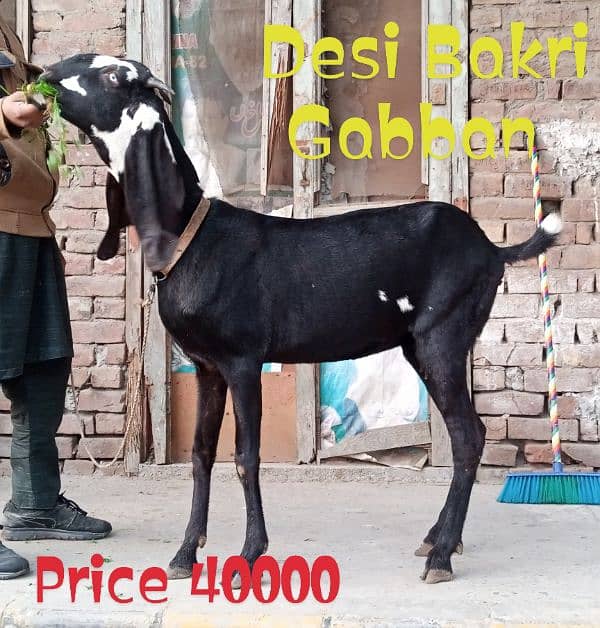 Desi Bakri Gabban 7