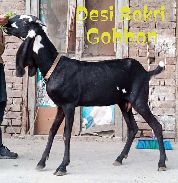 Desi Bakri Gabban 8