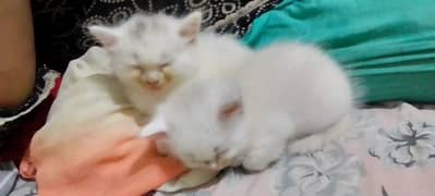 Persian kitten's for sale