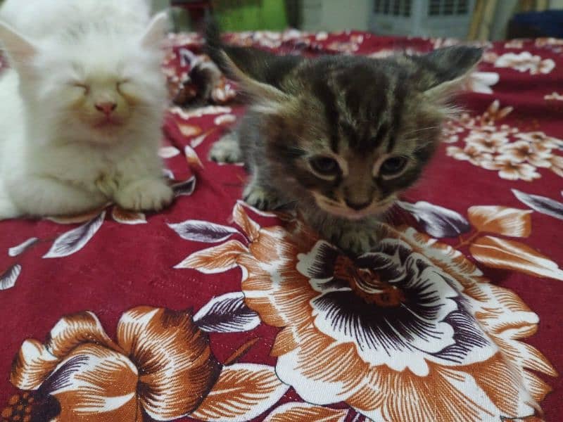 Persian kitten's for sale 1