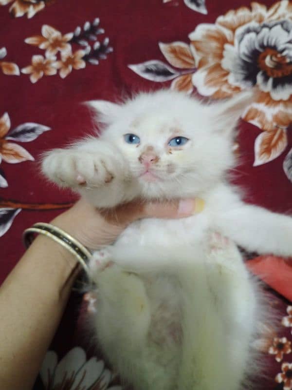 Persian kitten's for sale 2