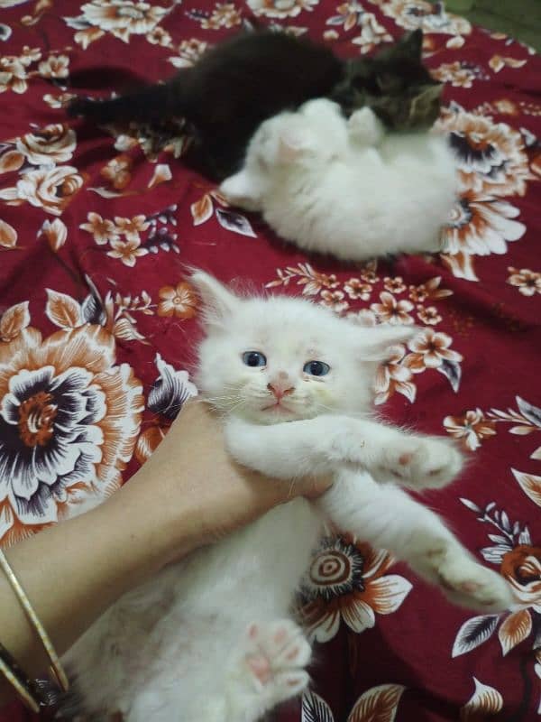 Persian kitten's for sale 3