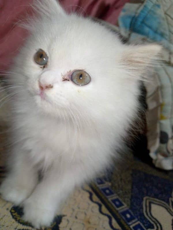 Persian kitten's for sale 4