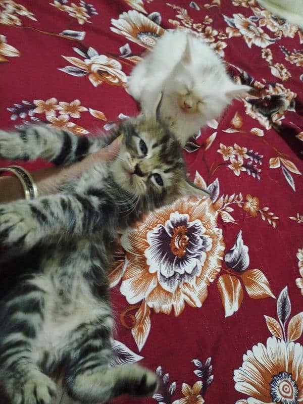 Persian kitten's for sale 5