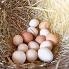 Desi fertile eggs 540rupay darjan