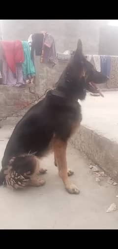 German shepherd | Black Mask | German Black Mask | long coat |for sale