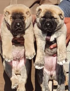 Kurdish Kangal security Dog 2 month pair for sale heavy bone