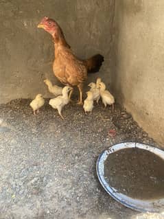 white heera aseel chicks