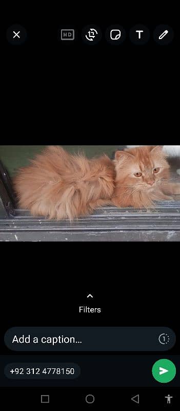 Male female cats and kids available 15