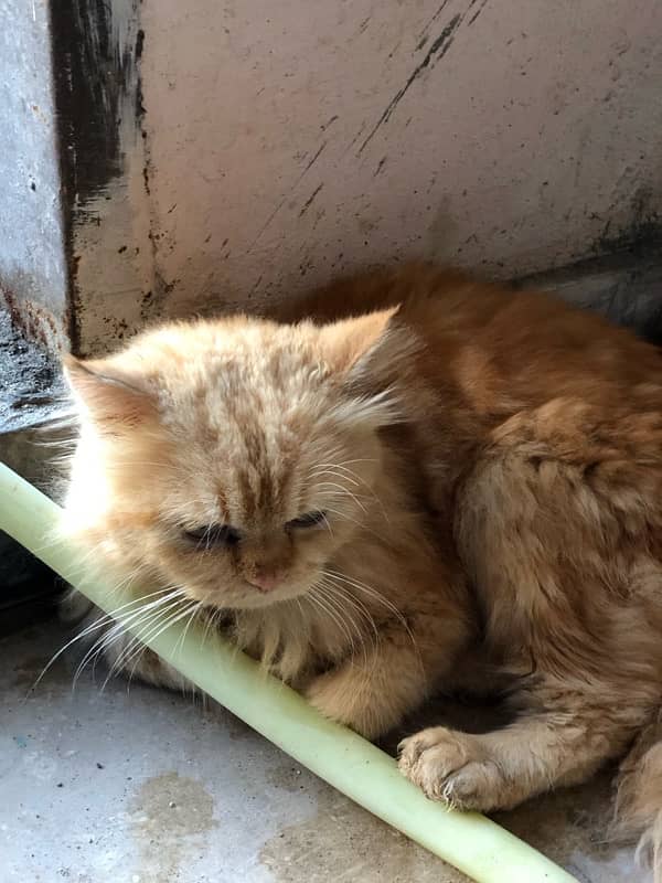 Persian Brown Cat triple Coat 3