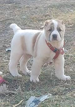 alabai security Dog 2 month male for sale heavy bone