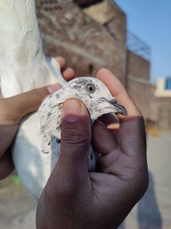 Sialkoti Johnsera pair 2