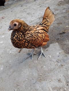 golden sebright female for sale