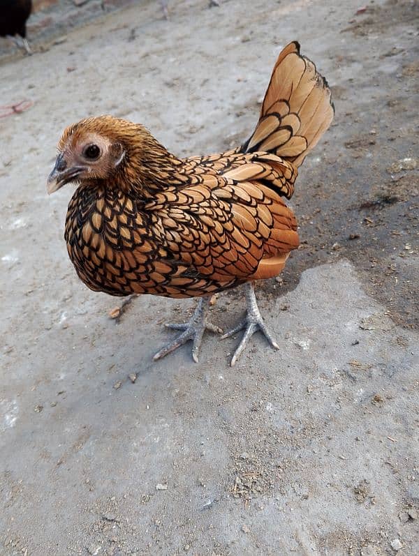 golden sebright female for sale 0